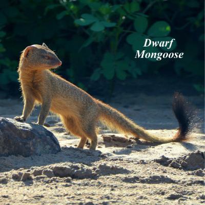 Dwarf Mongoose